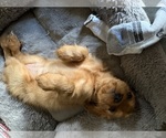 Small #10 Cavalier King Charles Spaniel