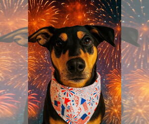 Chiweenie Dogs for adoption in Houston, TX, USA