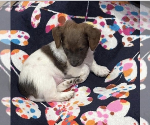 Medium Photo #7 Dachshund Puppy For Sale in BLANCHARD, OK, USA
