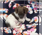 Small Photo #7 Dachshund Puppy For Sale in BLANCHARD, OK, USA