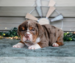 Small #2 Beabull