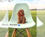 Puppy Puppy3 Scooter Australian Labradoodle