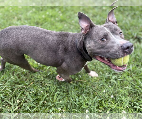 Medium Photo #4 Mutt Puppy For Sale in Virginia Beach, VA, USA