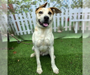 *SWAYZE - Male Mutt Dog for Adoption - Photo #3