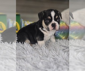 French Bulldog Puppy for sale in CORBIN, KY, USA