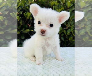 Medium Jack Russell Terrier Mix