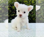 Small Jack Russell Terrier Mix