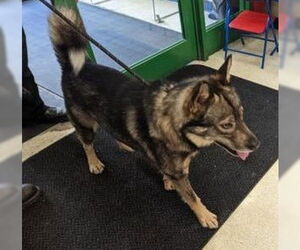 Norwegian Elkhound-Unknown Mix Dogs for adoption in Anchorage, AK, USA