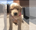 Small Photo #4 Golden Retriever Puppy For Sale in LAS VEGAS, NV, USA