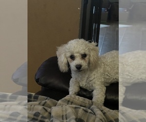 Poodle (Toy) Puppy for sale in COON RAPIDS, MN, USA