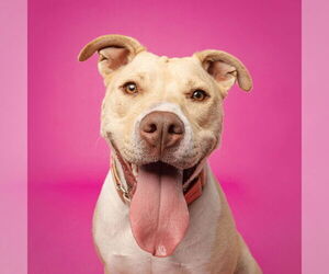 American Pit Bull Terrier-Unknown Mix Dogs for adoption in Fargo, ND, USA