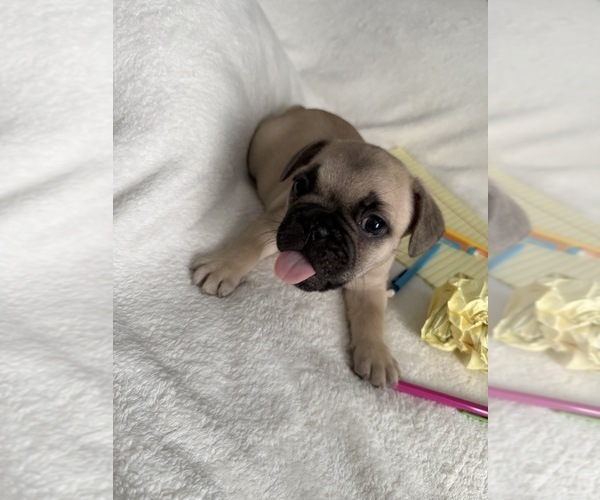 Medium Photo #8 French Bulldog Puppy For Sale in OPP, AL, USA