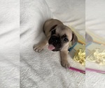 Small Photo #8 French Bulldog Puppy For Sale in OPP, AL, USA