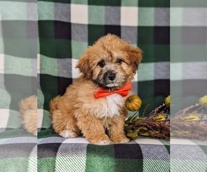 Poodle (Miniature)-ShihPoo Mix Puppy for sale in LINCOLN UNIVERSITY, PA, USA