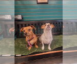 Small #2 Dachshund Mix