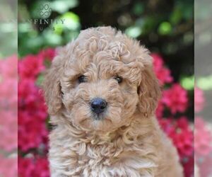 Goldendoodle (Miniature) Puppy for sale in SUNBURY, PA, USA
