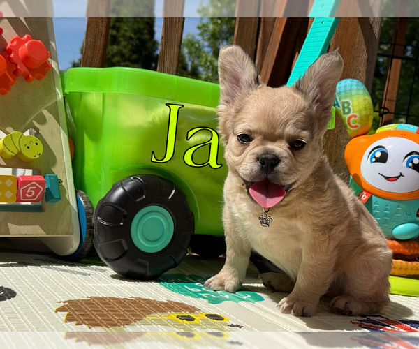 Medium Photo #3 French Bulldog Puppy For Sale in GRANDVIEW, WA, USA
