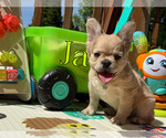 Small #2 French Bulldog