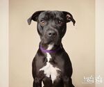 Small Photo #29 Labrador Retriever Puppy For Sale in Washington, DC, USA