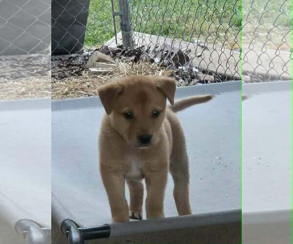 Medium Photo #2 Labrador Retriever-Unknown Mix Puppy For Sale in SHERBURNE, NY, USA