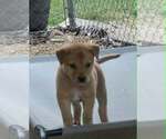Small #1 Labrador Retriever Mix