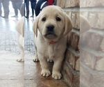 Puppy Orange collar Labrador Retriever