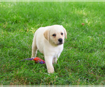 Small #4 Labrador Retriever