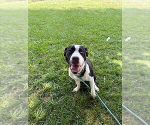 Moana - Female Affenpinscher-Unknown Mix Dog for Adoption - Photo #4