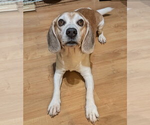Lex - Male Beagle Dog for Adoption - Photo #2