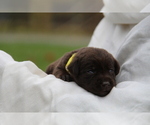 Small #3 Labrador Retriever
