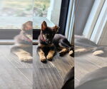 Small #1 German Shepherd Dog