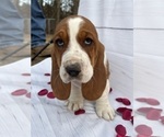 Small Photo #1 Basset Hound Puppy For Sale in CARROLLTON, GA, USA