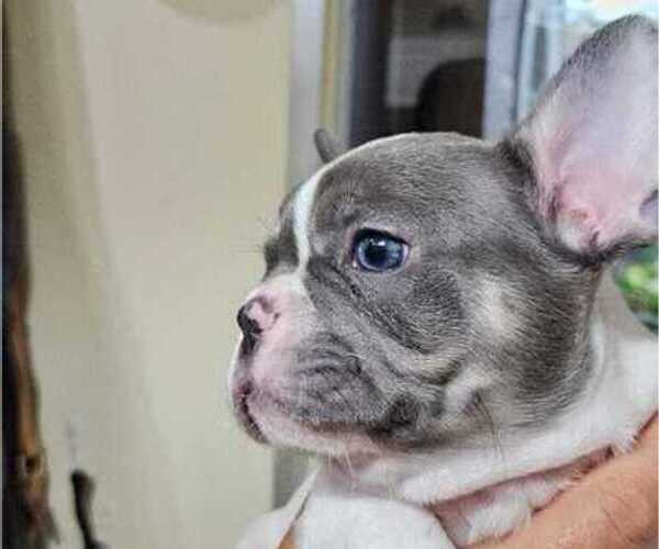 Medium Photo #2 French Bulldog Puppy For Sale in FORT MYERS, FL, USA