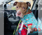 Small Photo #9 Staffordshire Bull Terrier-Unknown Mix Puppy For Sale in Princeton, MN, USA