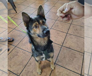 German Shepherd Dog-Unknown Mix Dogs for adoption in San Jose, CA, USA