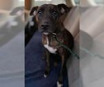 Small #6 American Pit Bull Terrier Mix