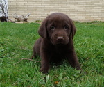 Puppy Reba Labrador Retriever