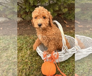 Cockapoo (Miniature) Puppy for sale in MIDDLEBURY, IN, USA