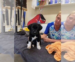 Border Collie-Unknown Mix Dogs for adoption in Pueblo West, CO, USA