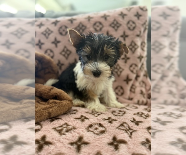 Medium Photo #2 Yorkshire Terrier Puppy For Sale in ELMHURST, IL, USA