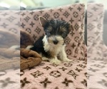 Small #1 Yorkshire Terrier