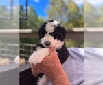 Small Photo #8 Sheepadoodle Puppy For Sale in BUFORD, GA, USA