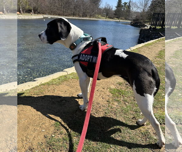 Medium Photo #12 Mutt Puppy For Sale in Harrisburg, PA, USA