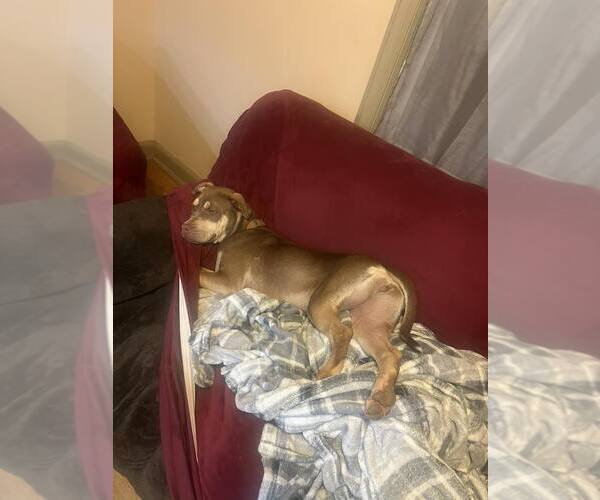 Medium Photo #28 Mutt Puppy For Sale in Holly Springs, NC, USA