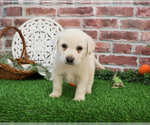 Small #6 Labrador Retriever