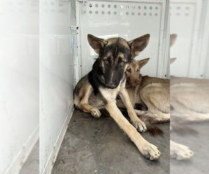 German Shepherd Dog Dogs for adoption in Stockton, CA, USA