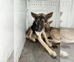 Small German Shepherd Dog