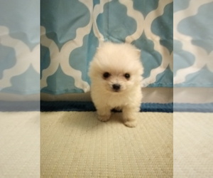 Pomeranian Puppy for sale in WINCHESTER, OH, USA