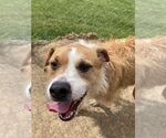 Small #1 Border Collie-Parson Russell Terrier Mix