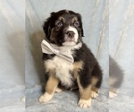 Puppy Woody Australian Shepherd